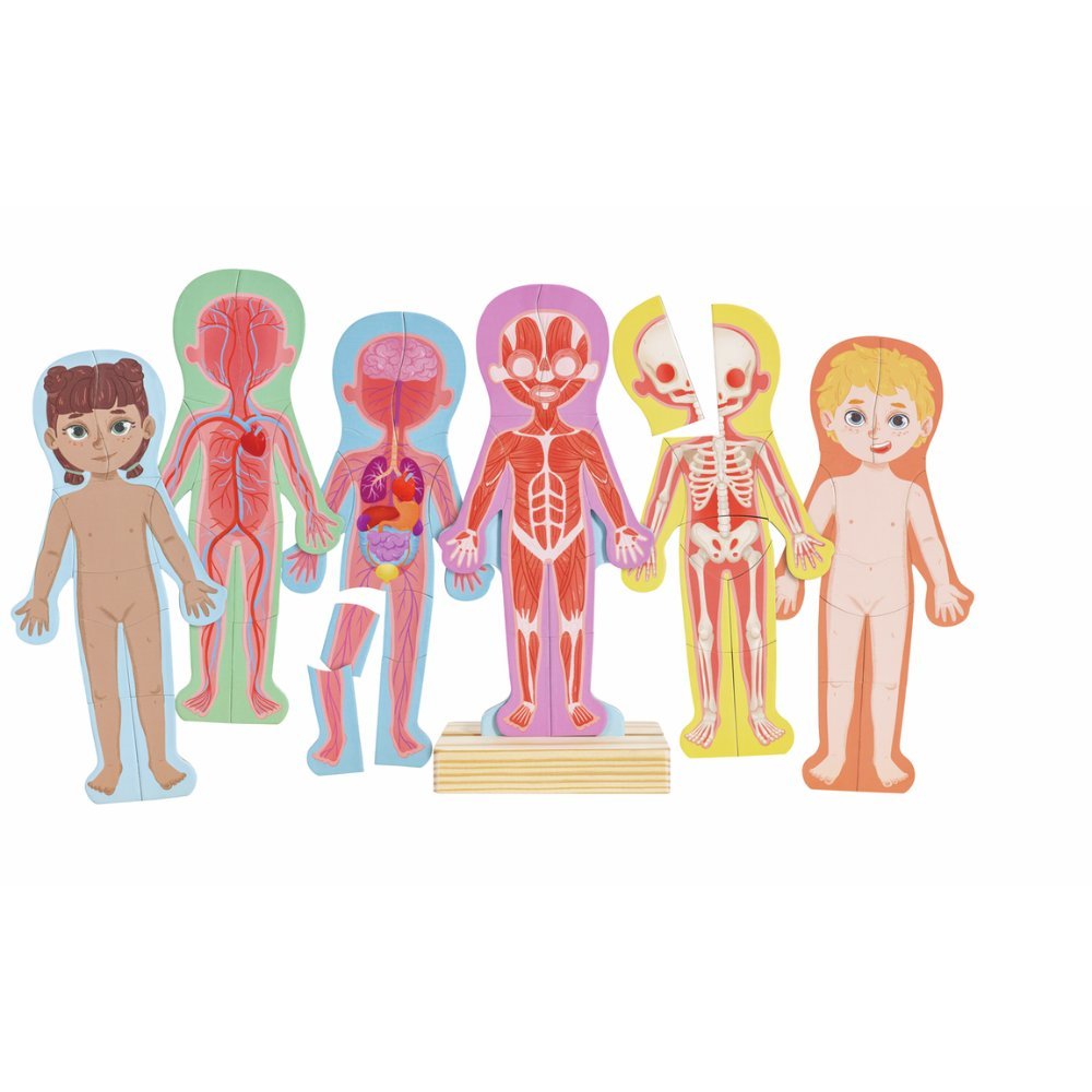 Puzzle trupi i njeriut për fëmijë me shtresa që tregojnë skeletin, organet dhe muskujt